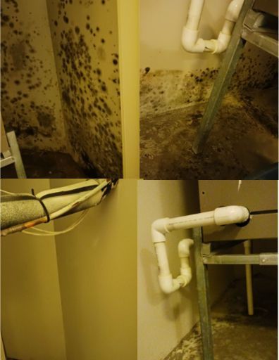 A collage of four pictures of a room with mold on the walls