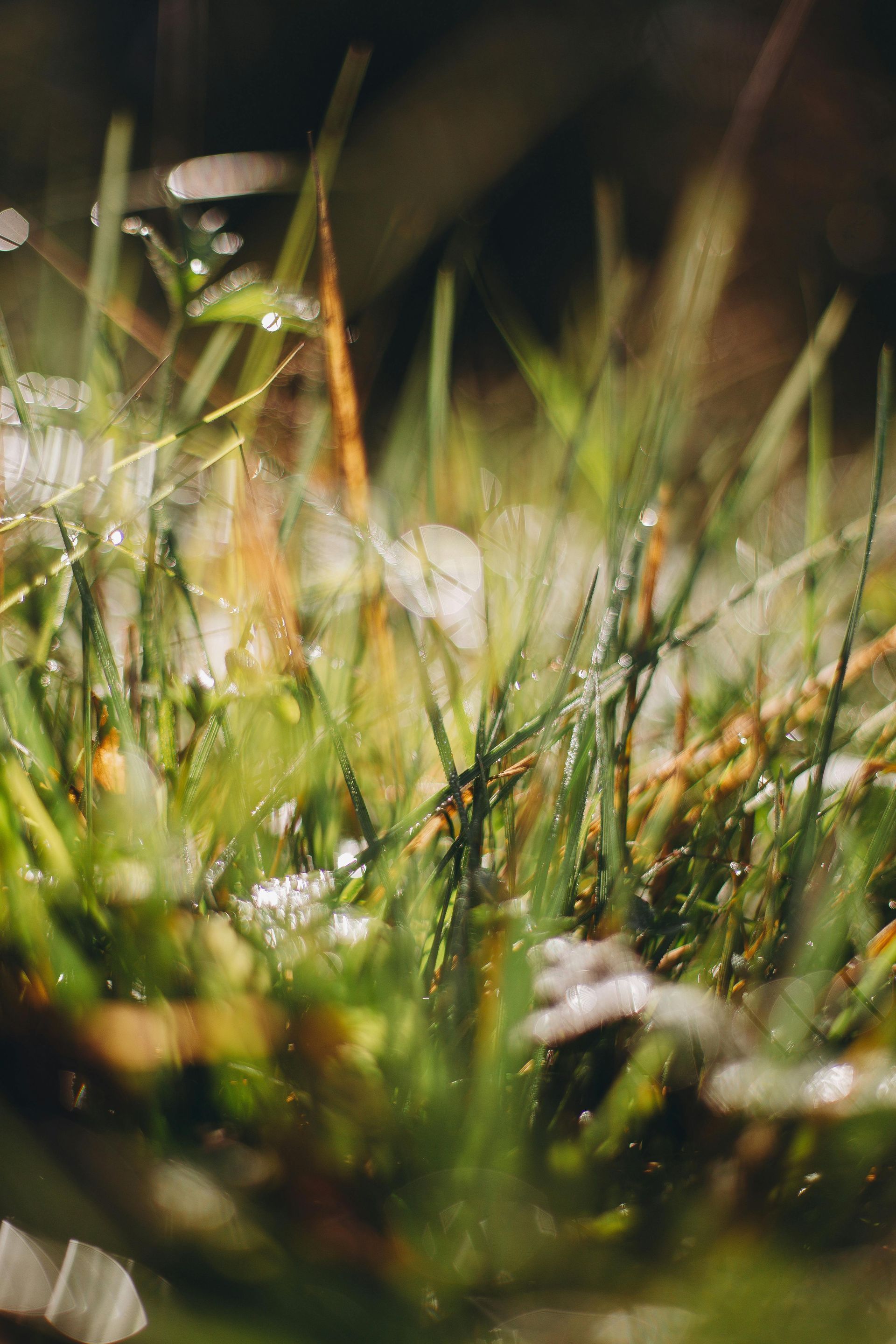 chiropractor near me Littleton CO personalized chiropractic care