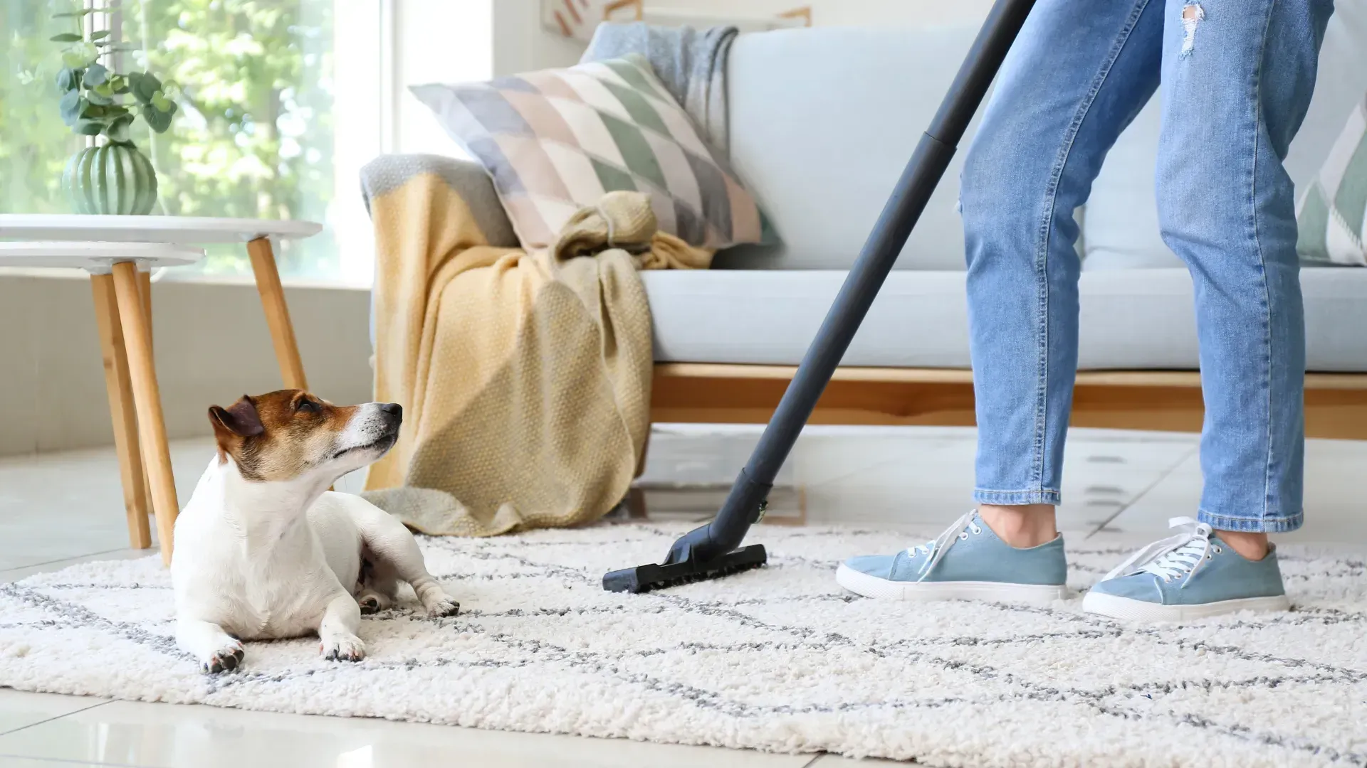 Person vacuuming a rug while a dog looks on. Light-colored room, the dog is white and brown.