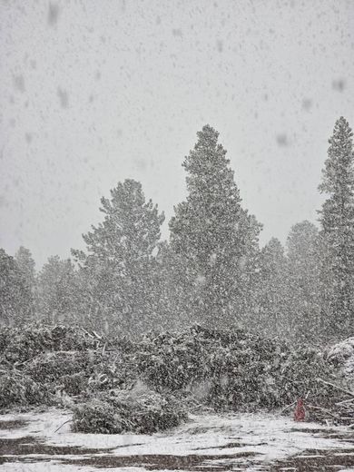 A snowy forest with trees covered in snow