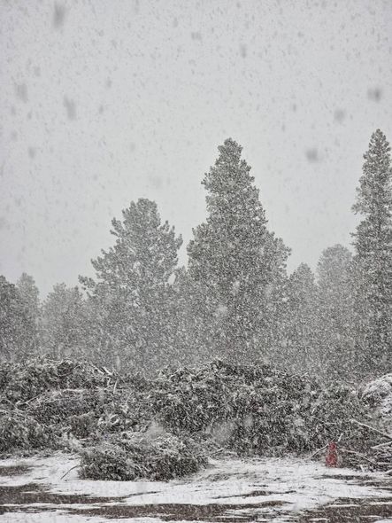 A snowy forest with trees covered in snow