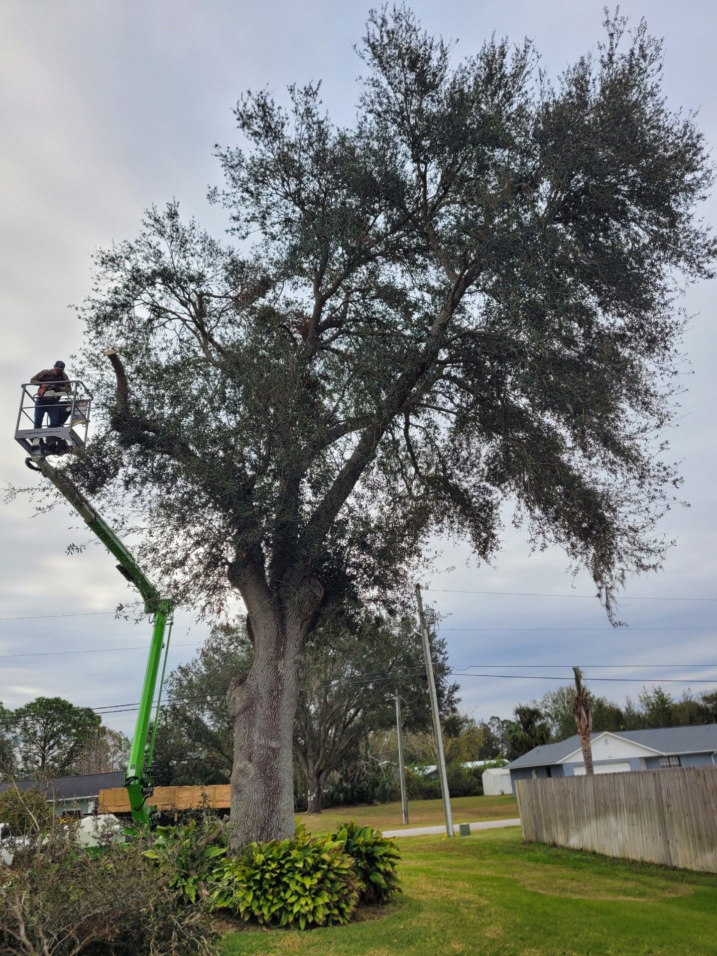 A man is cutting a tree with a crane