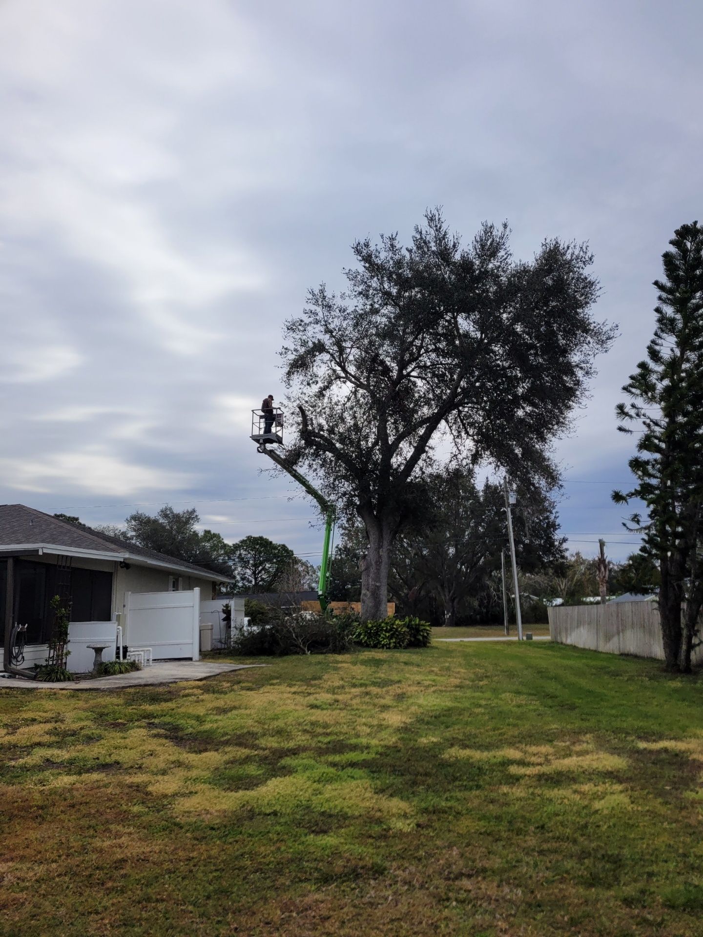 A man is cutting a tree in a backyard with a crane