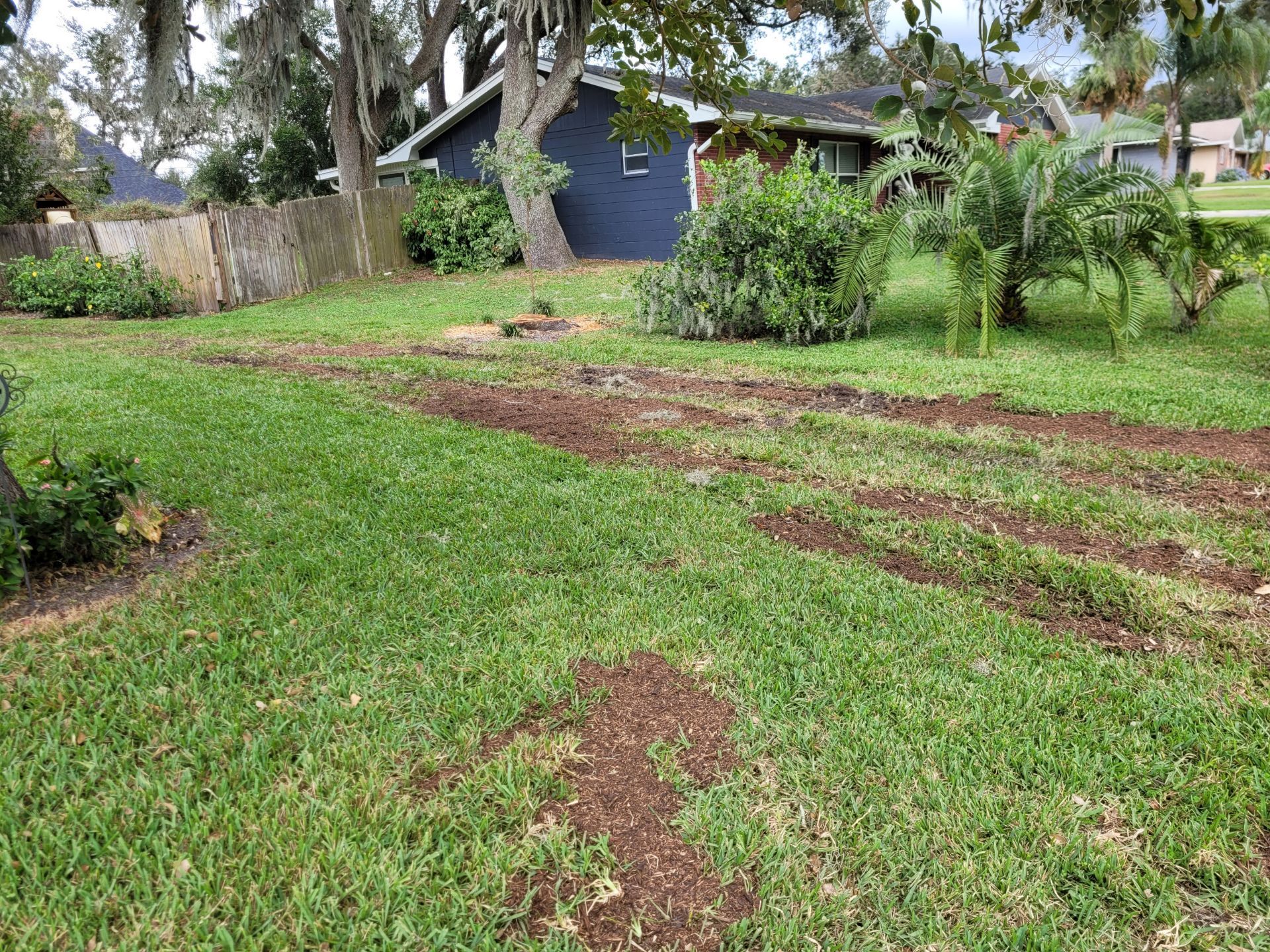 A lush green yard with a blue house in the background