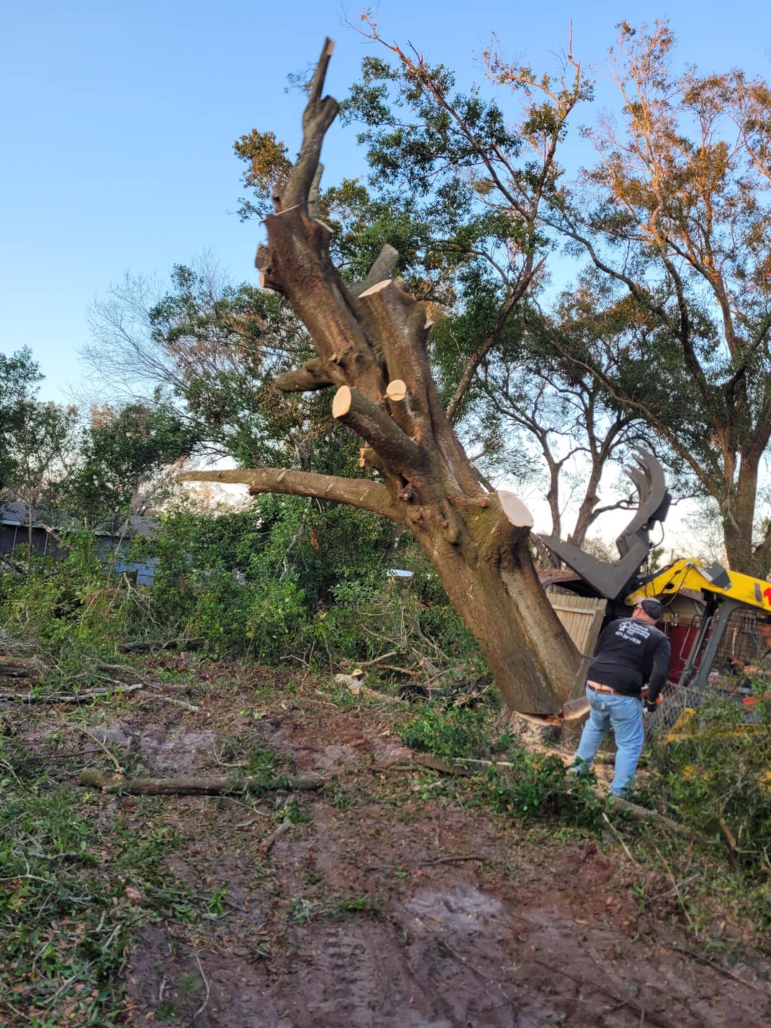 A man is standing next to a large tree that has been cut down