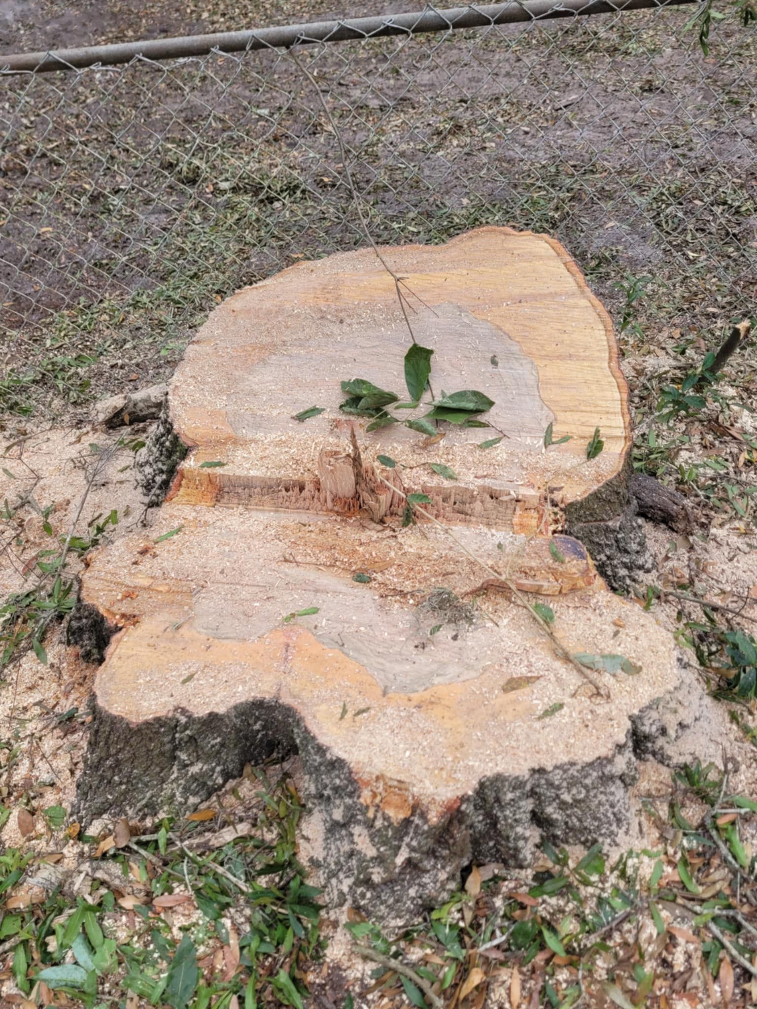 A large tree stump is sitting in the grass