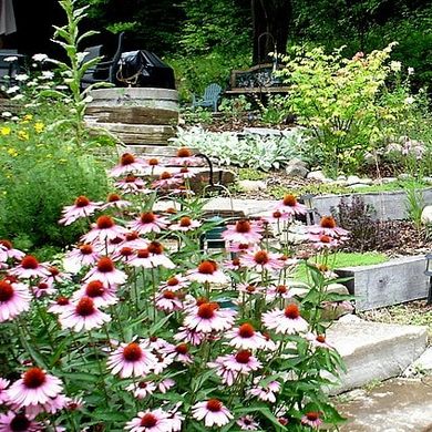 coneflowers in a garden with several levels