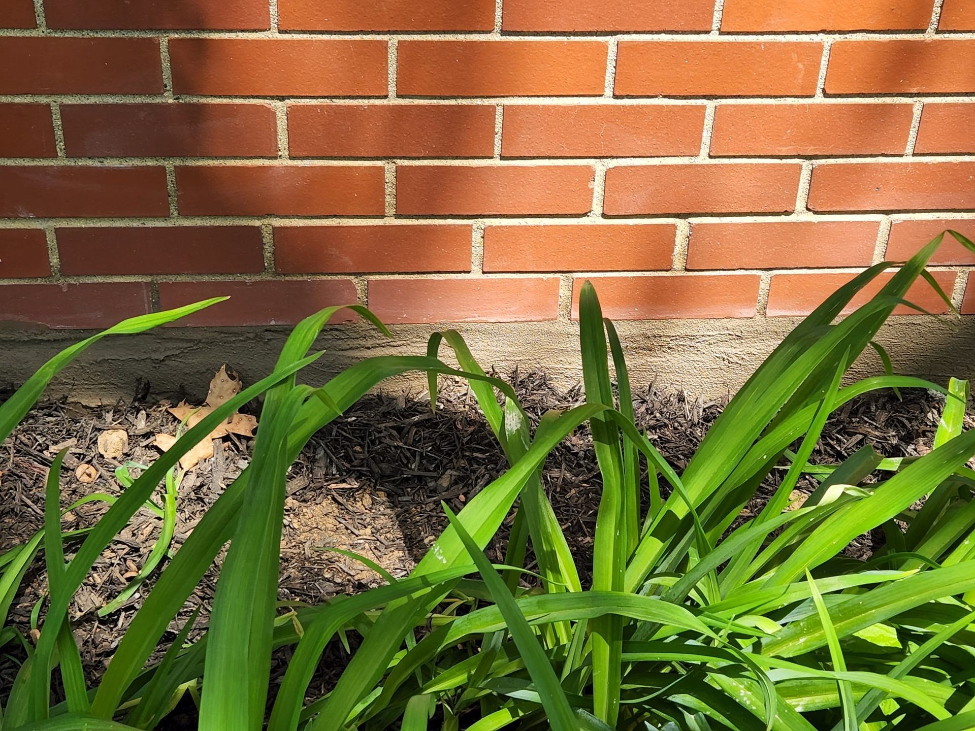 A brick wall with a few plants in front of it