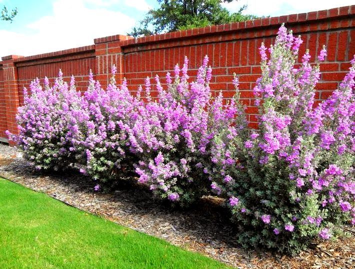 Live Plants and Landscaping