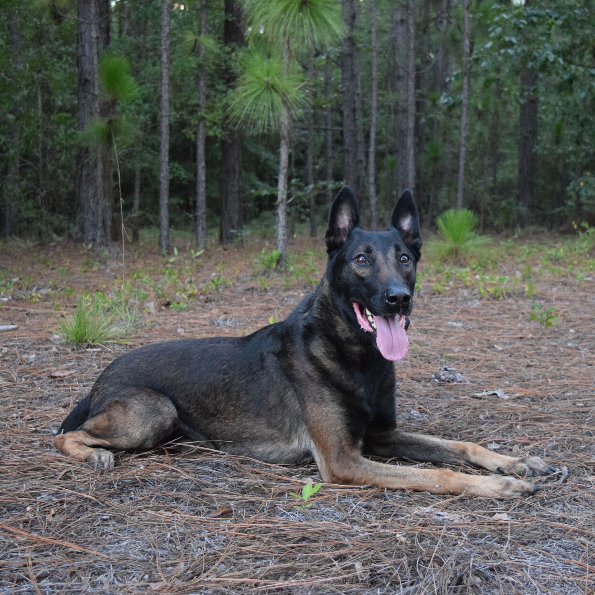 A Belgian Malinois dog, with a dark brown coat, resting on the ground in a wooded area, panting with its tongue out.