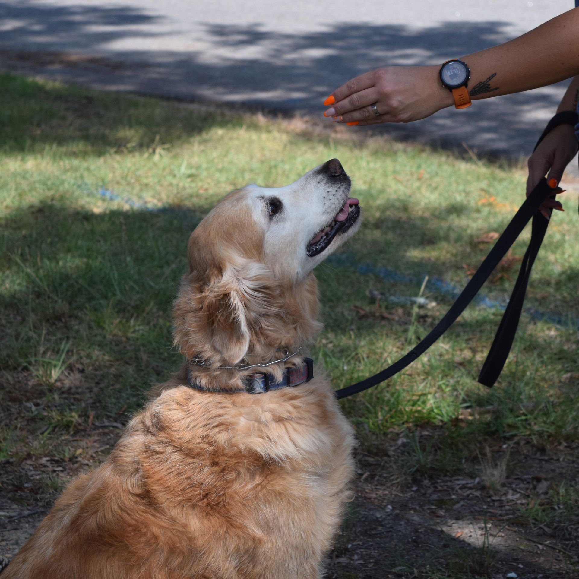A dog on a leash is being fed by a person wearing a watch