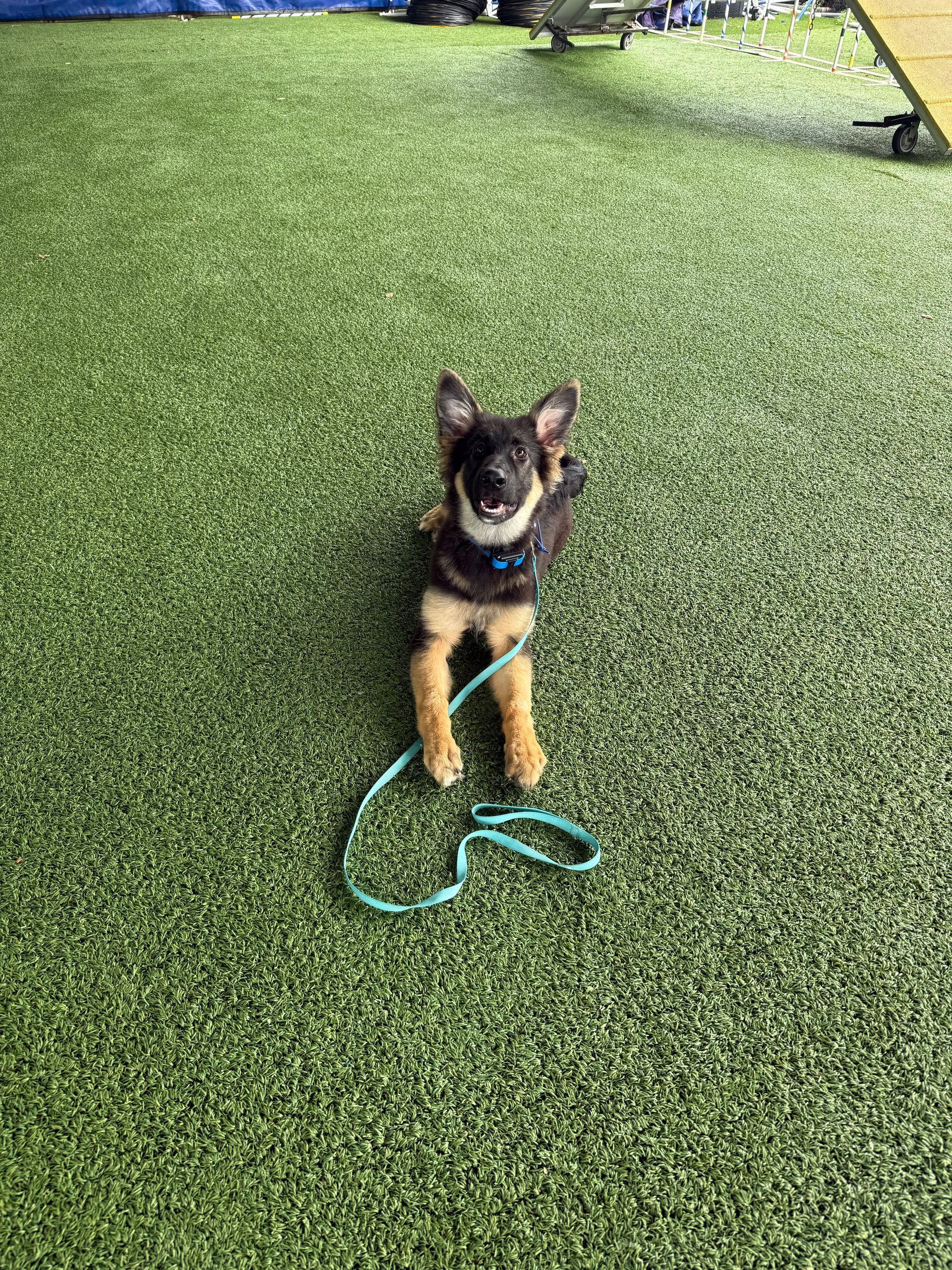 A smiling black and tan puppy sits on green turf, wearing a blue collar and leash.