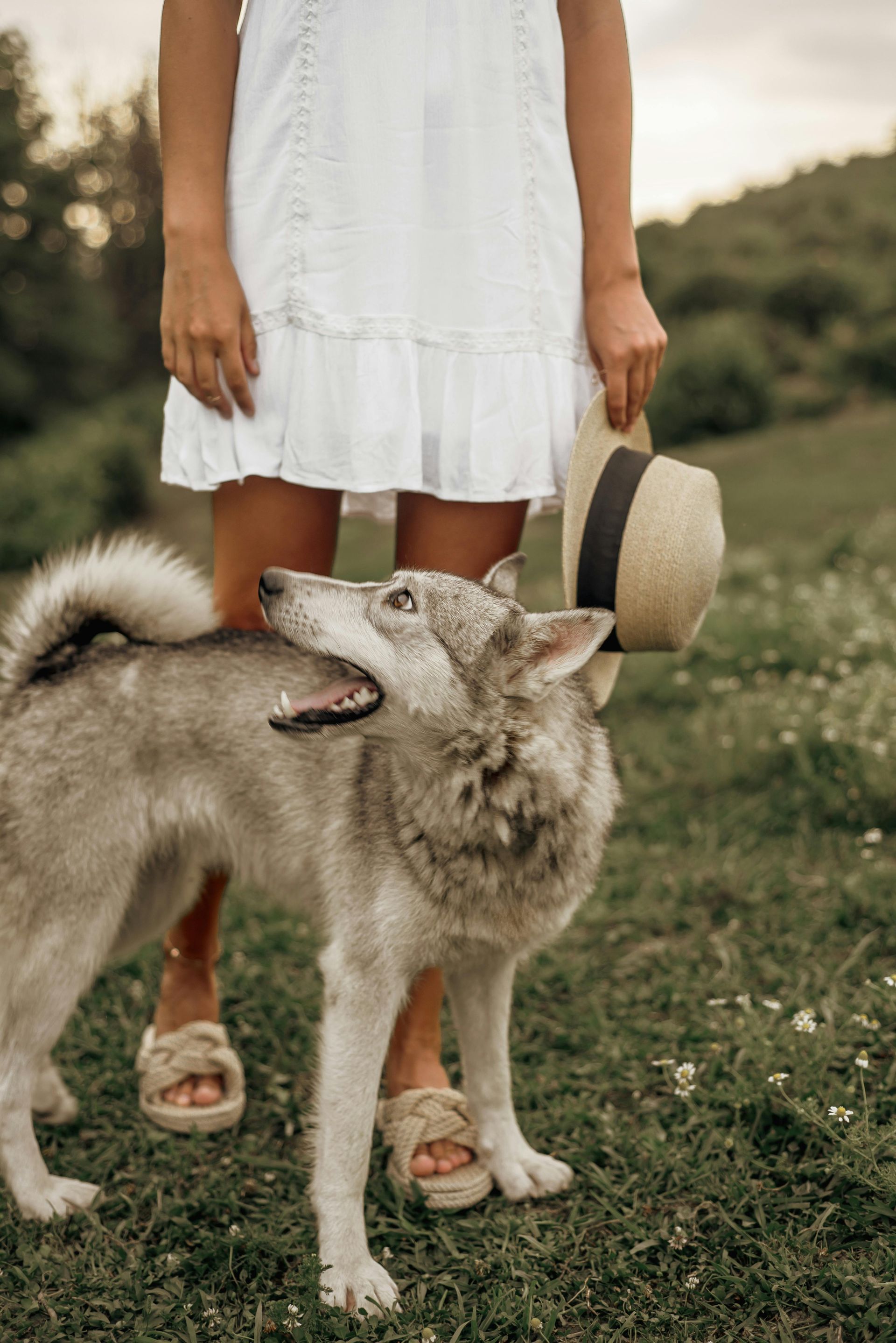 A woman in a white dress is standing next to a husky dog.