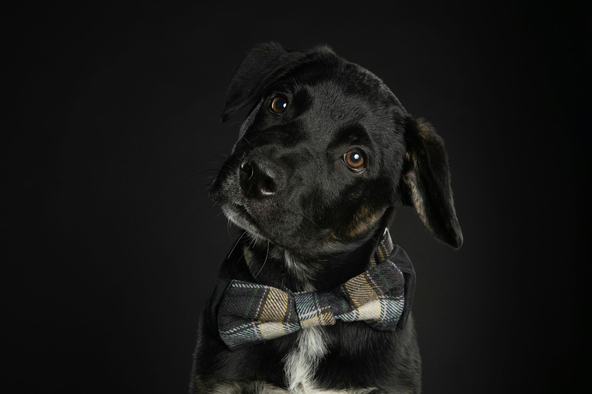 Black dog wearing a plaid bowtie, head tilted, looking curious against a black background.