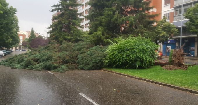 retirada de arboles por tormenta, eliminar arboles de emergencia en Pamplona y Navarra