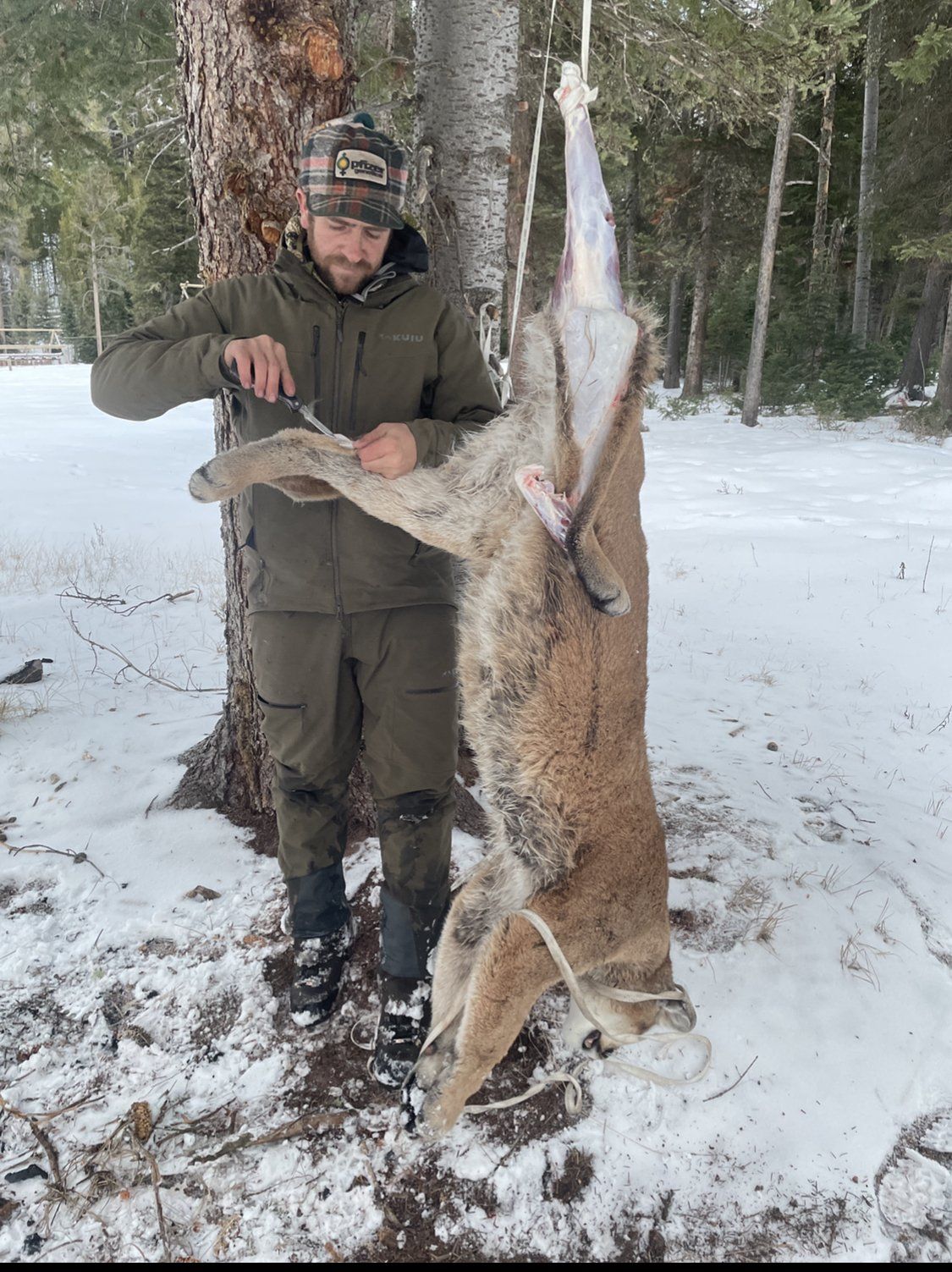 Wyoming Guided Mountain Lion Hunt