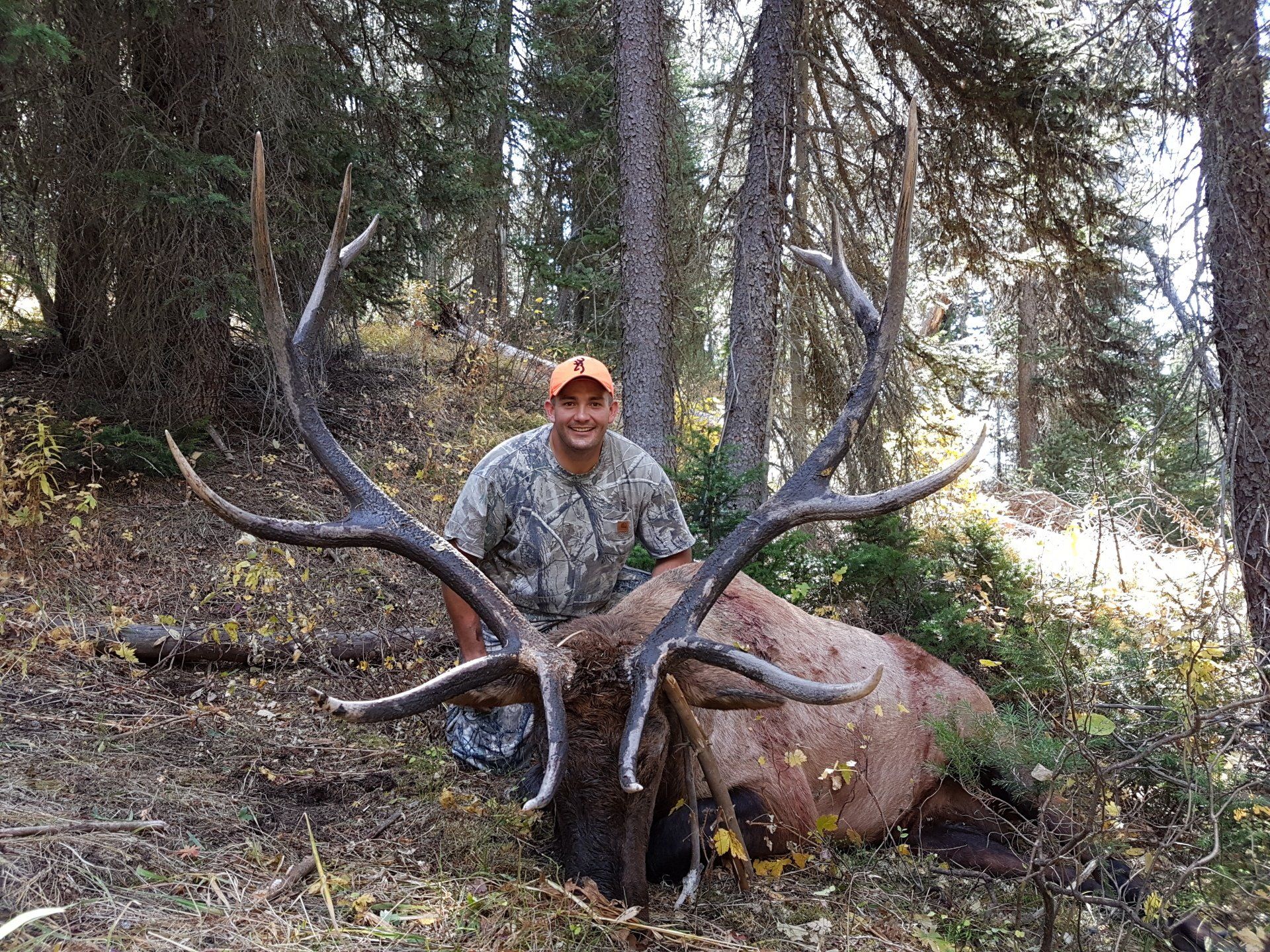 Trophy Western Wyoming elk