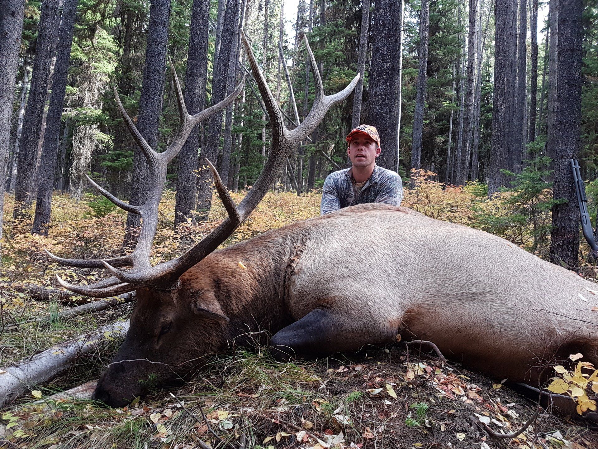 Wyoming elk hunting outfitter