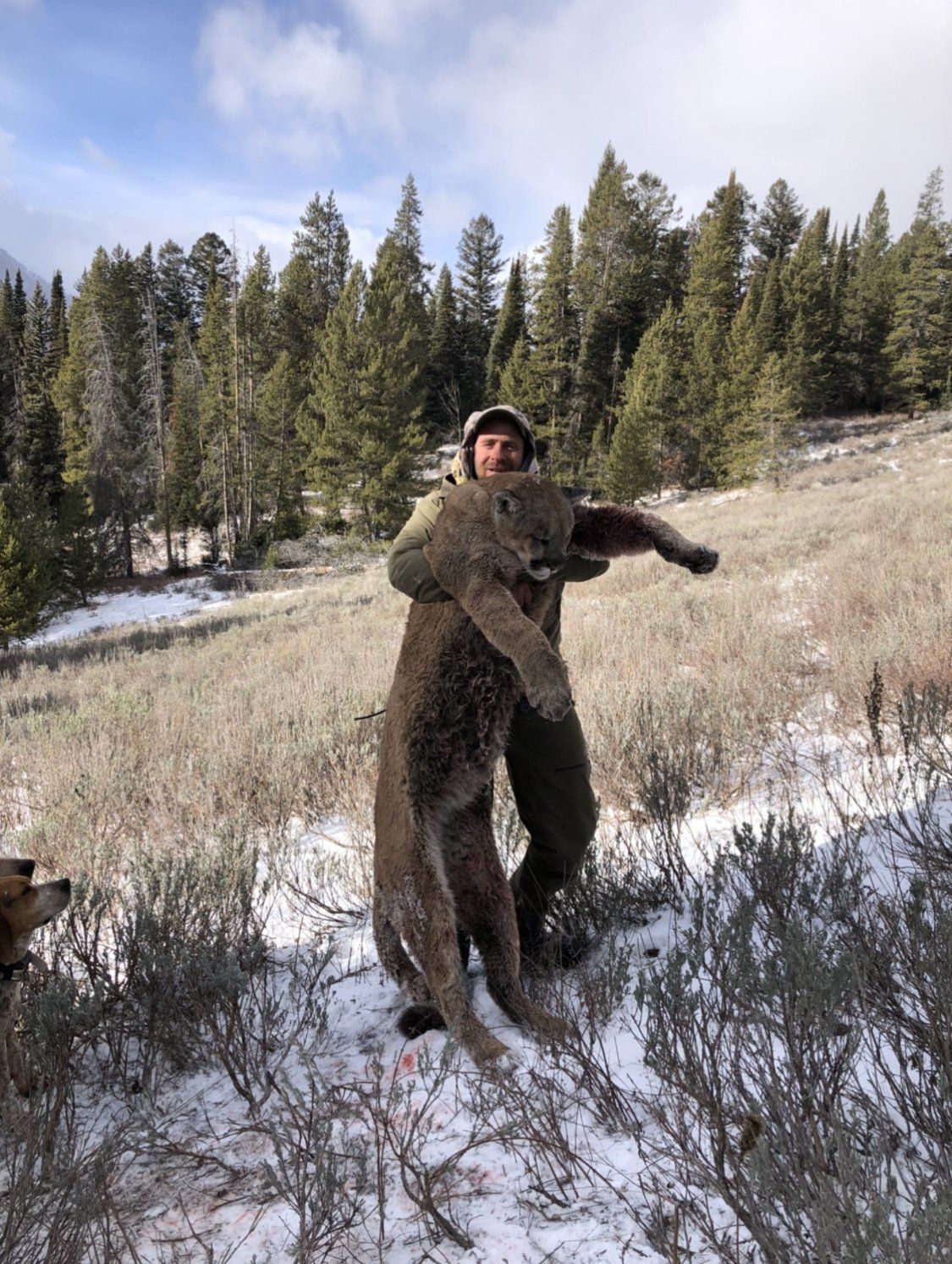 Western Wyoming Guided Mountain Lion Hunt