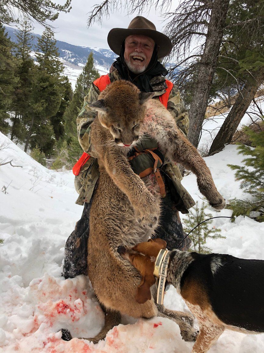 Wyoming Guided Mountain Lion Hunt