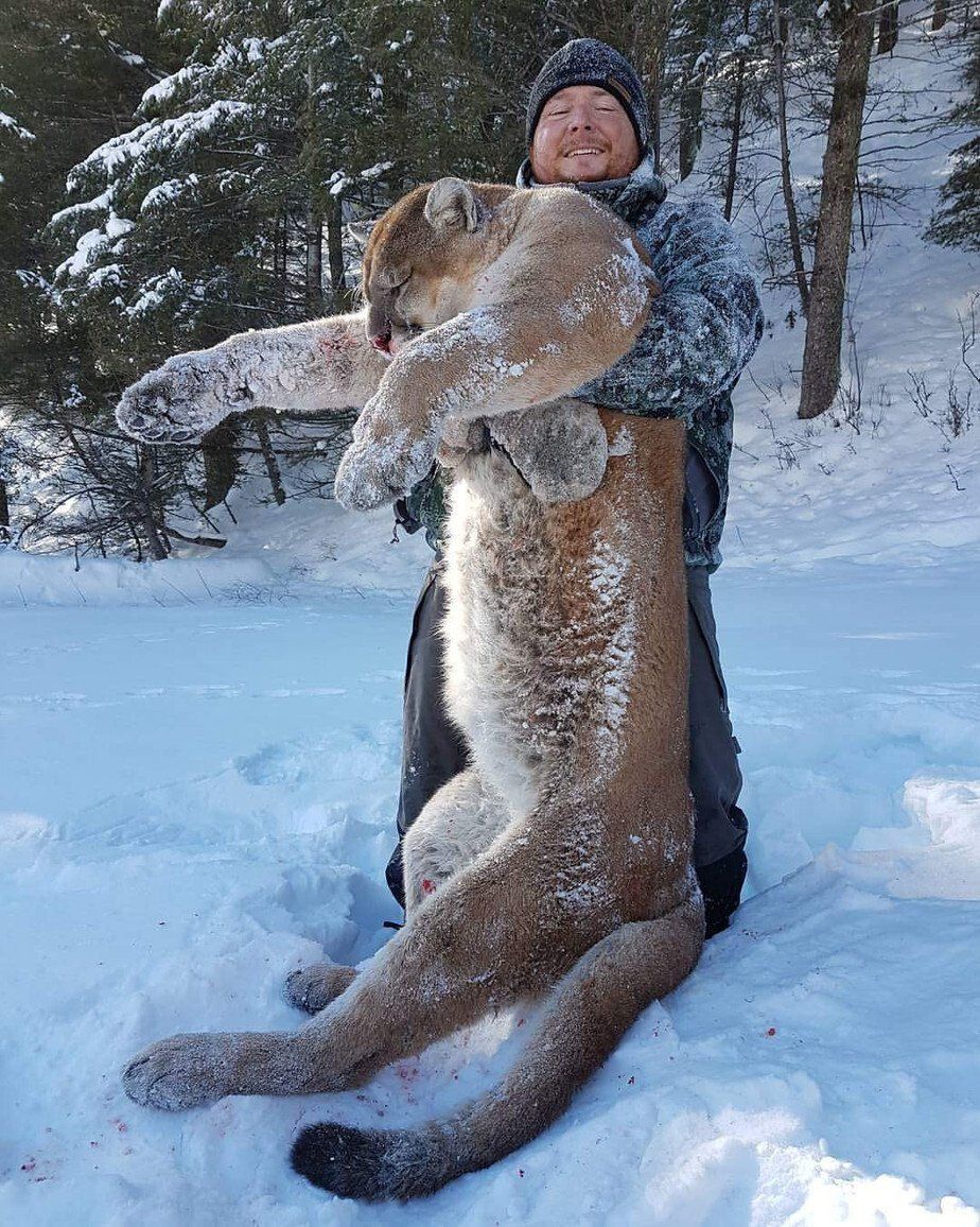 Wyoming Mountain Lion Hunt