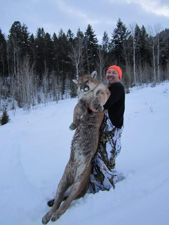 Wyoming Guided Mountain Lion Hunt