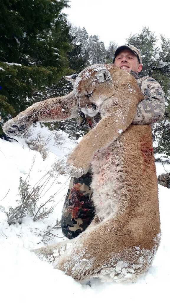Wyoming Guided Mountain Lion Hunt