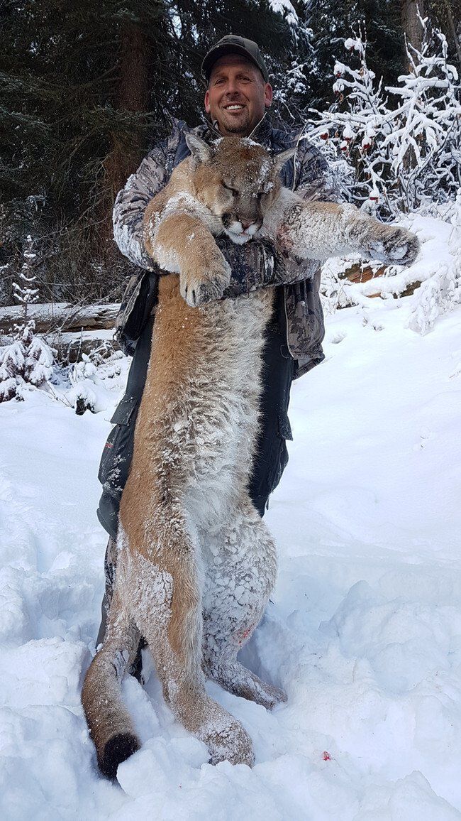 Wyoming Guided Mountain Lion Hunt