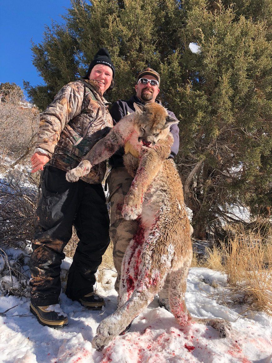 Wyoming Guided Mountain Lion Hunt