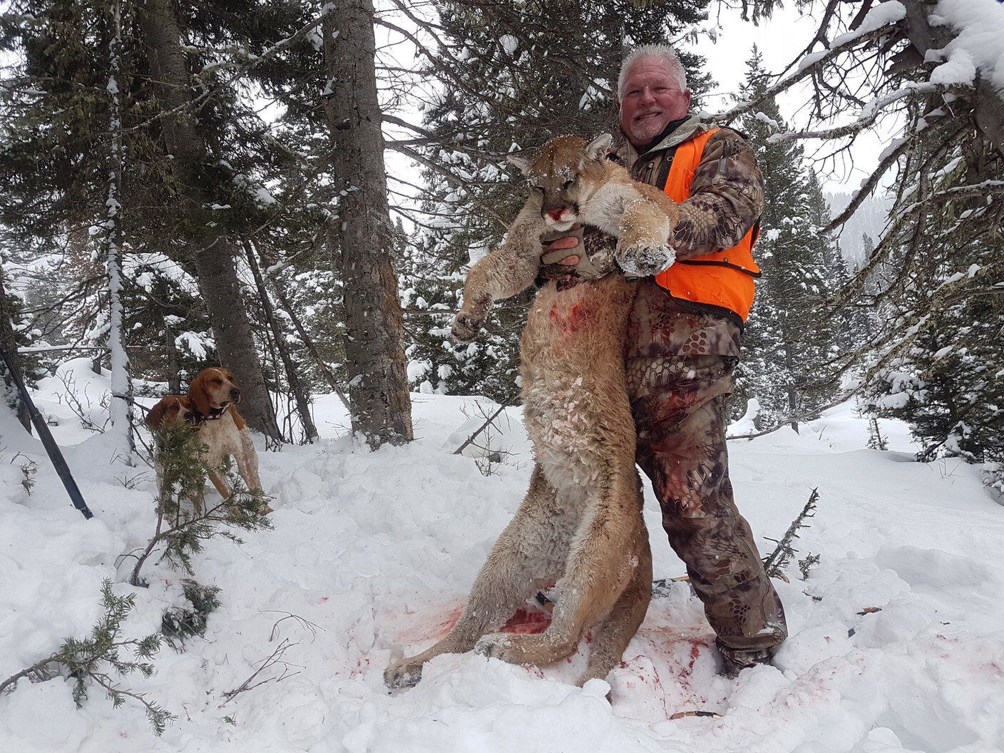 Wyoming Guided Mountain Lion Hunt