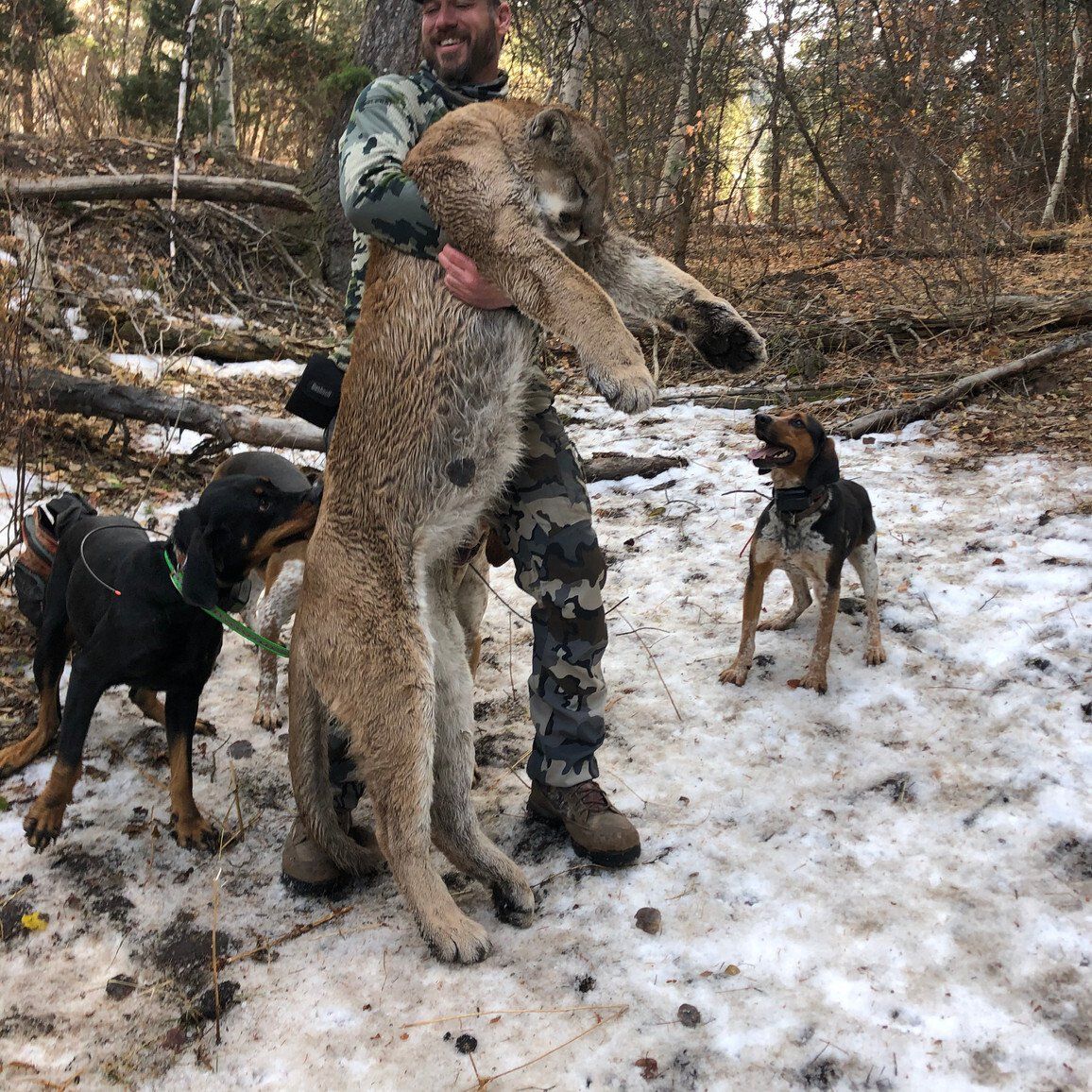 Wyoming Guided Mountain Lion Hunt