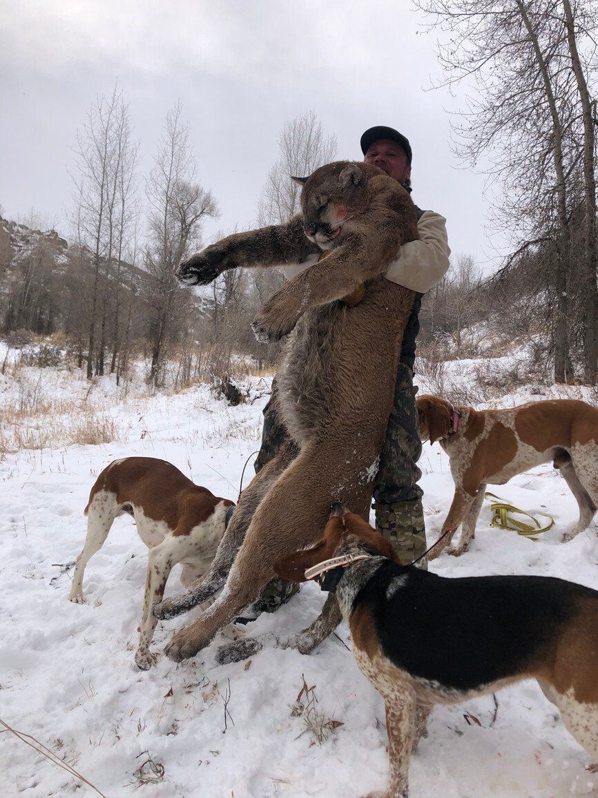 Wyoming Guided Mountain Lion Hunt