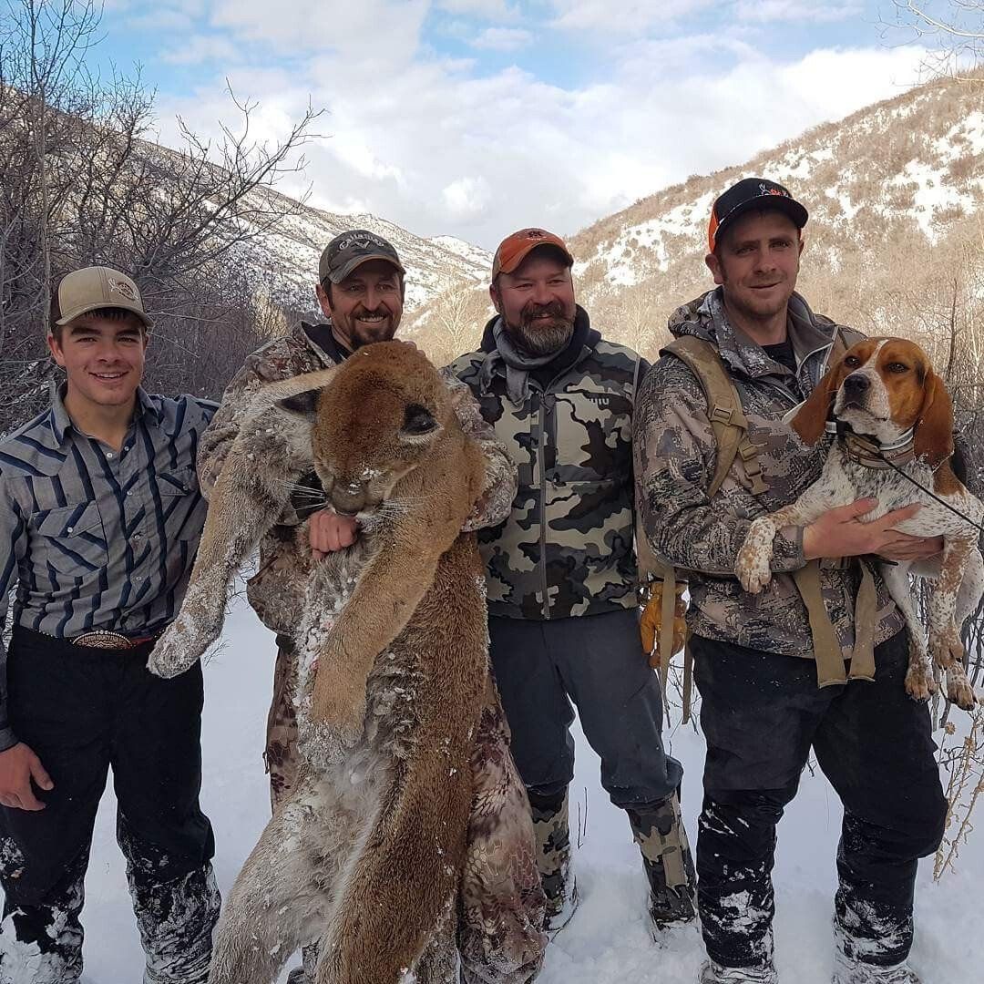 Western Wyoming mountain lion Hunt