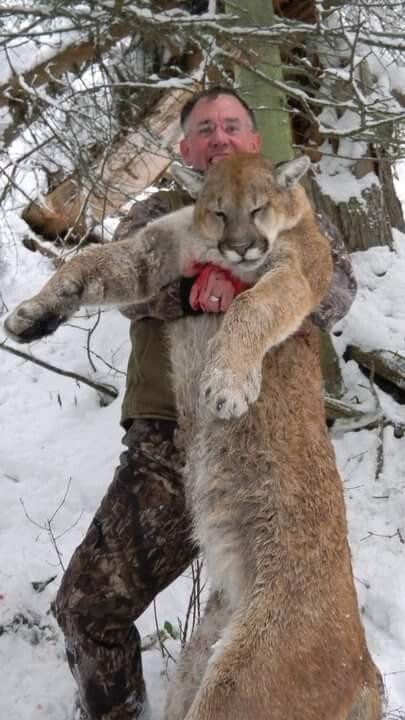 Wyoming Mountain Lion Hunt