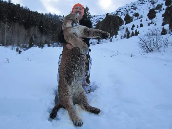 Wyoming Mountain Lion Hunting