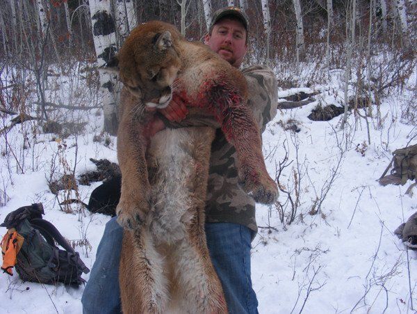 Wyoming Guided Mountain Lion Hunt
