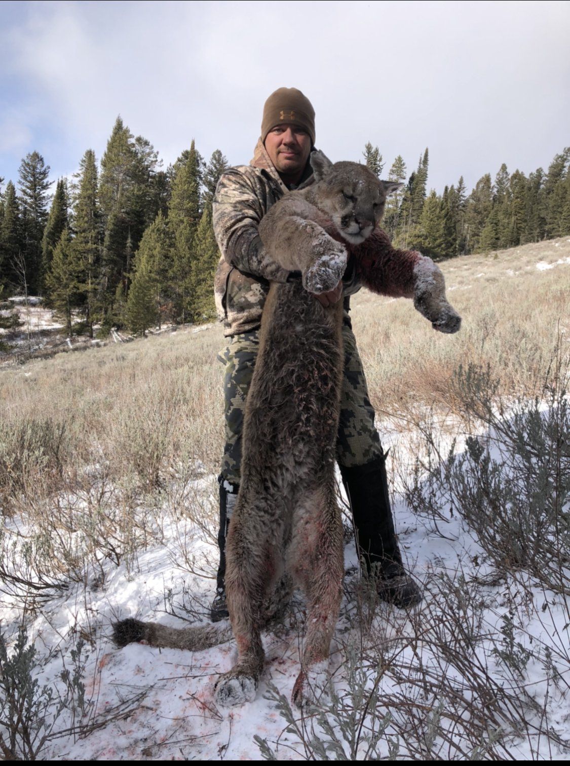 Wyoming Guided Mountain Lion Hunt
