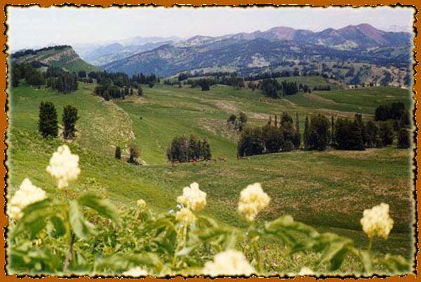 Bridger - Teton National Forest in Western Wyoming on horse back