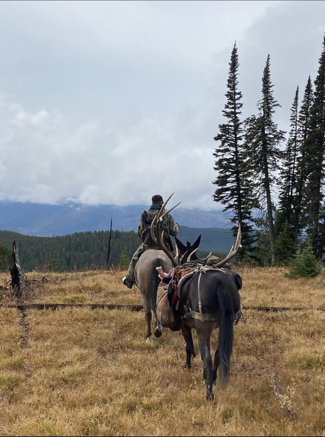 Wyoming horse back elk hunt