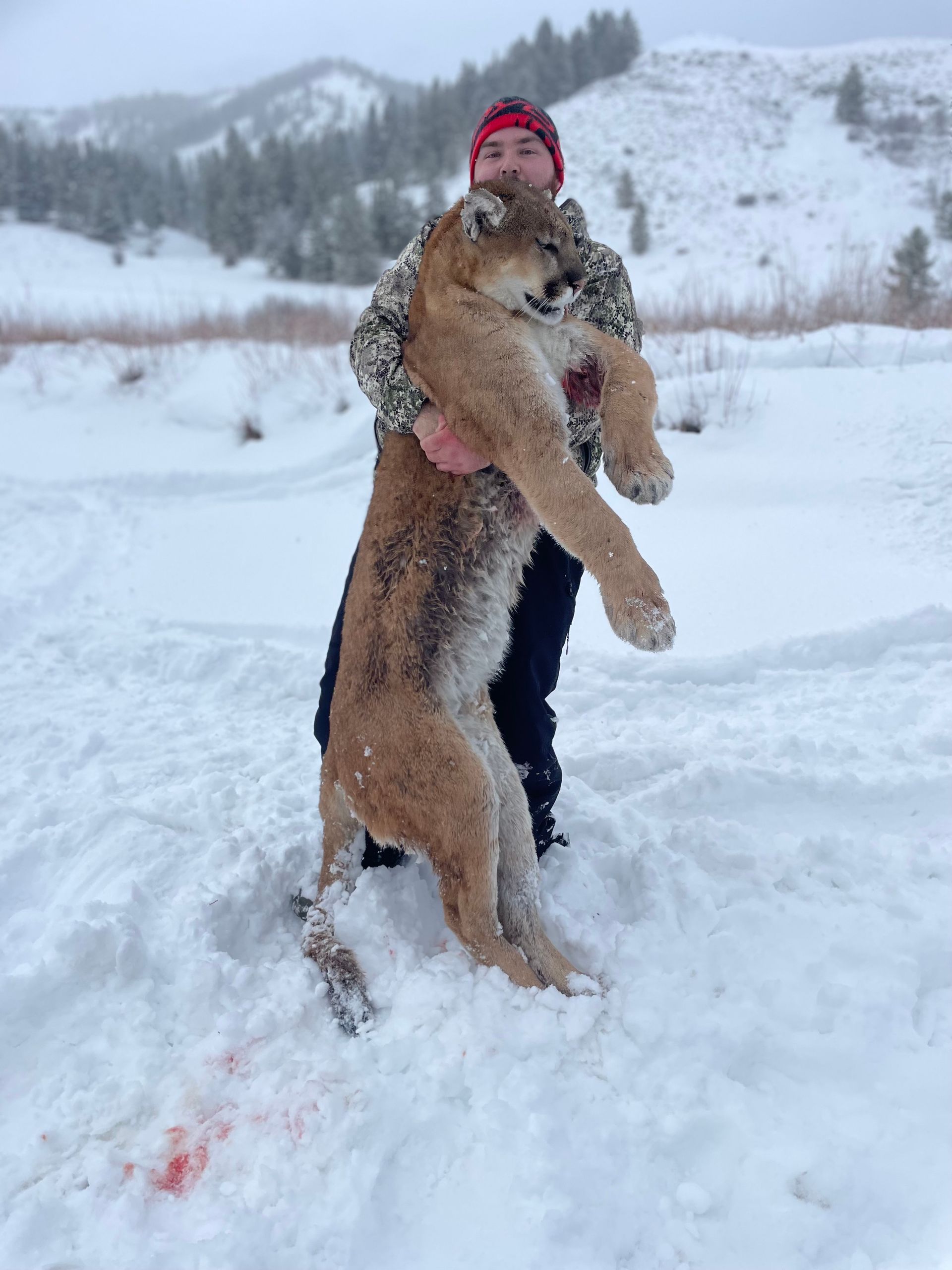Wyoming Mountain Lion