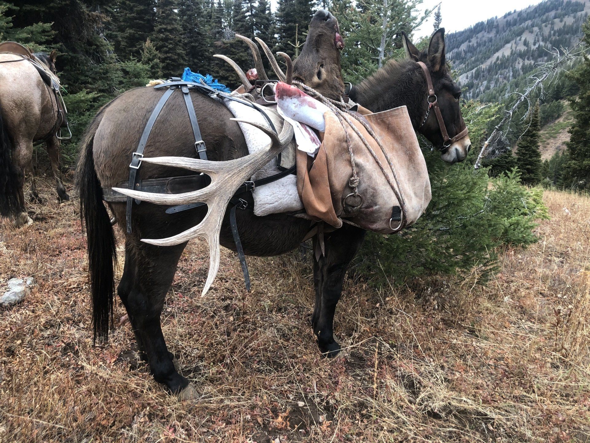 Wyoming horse back elk hunt