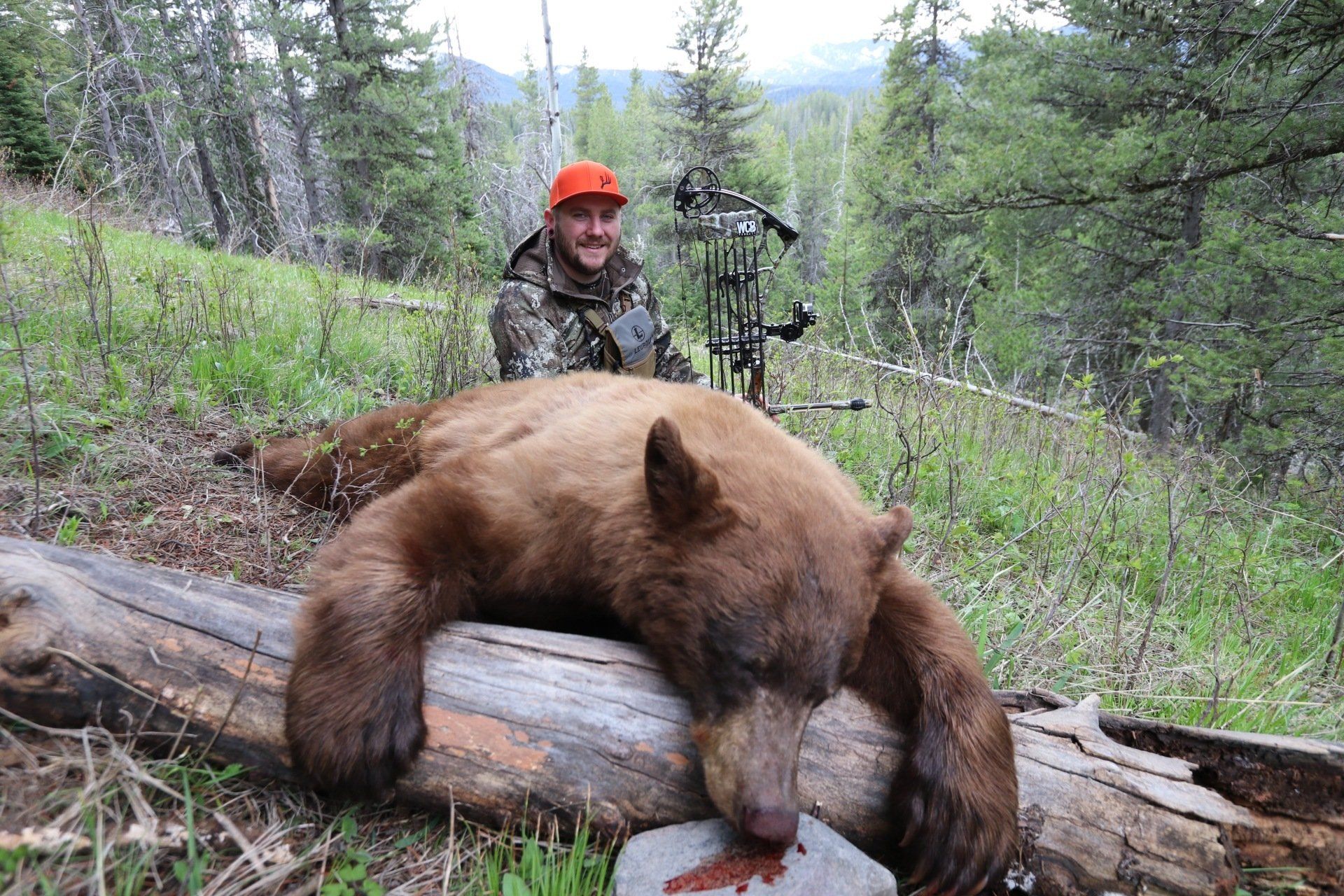 Archery black bear hunt