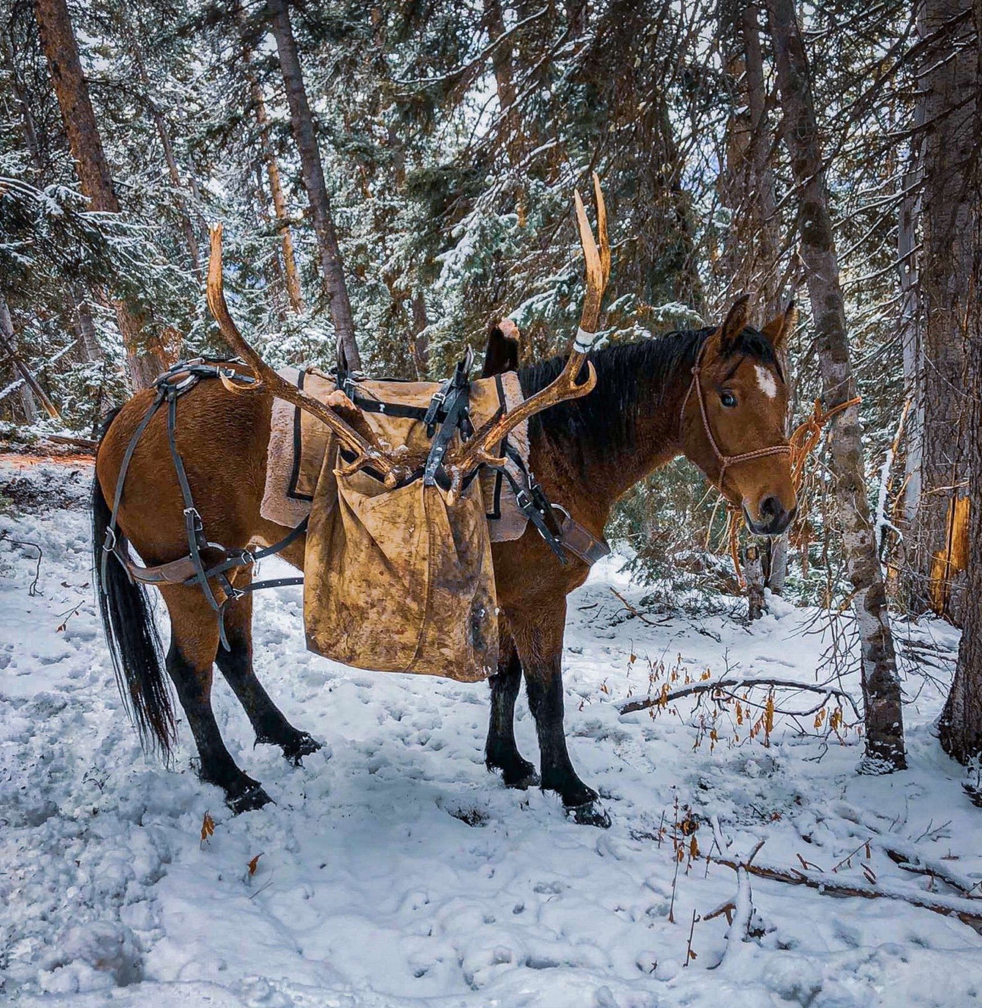 Jackson Wyoming trophy elk hunt