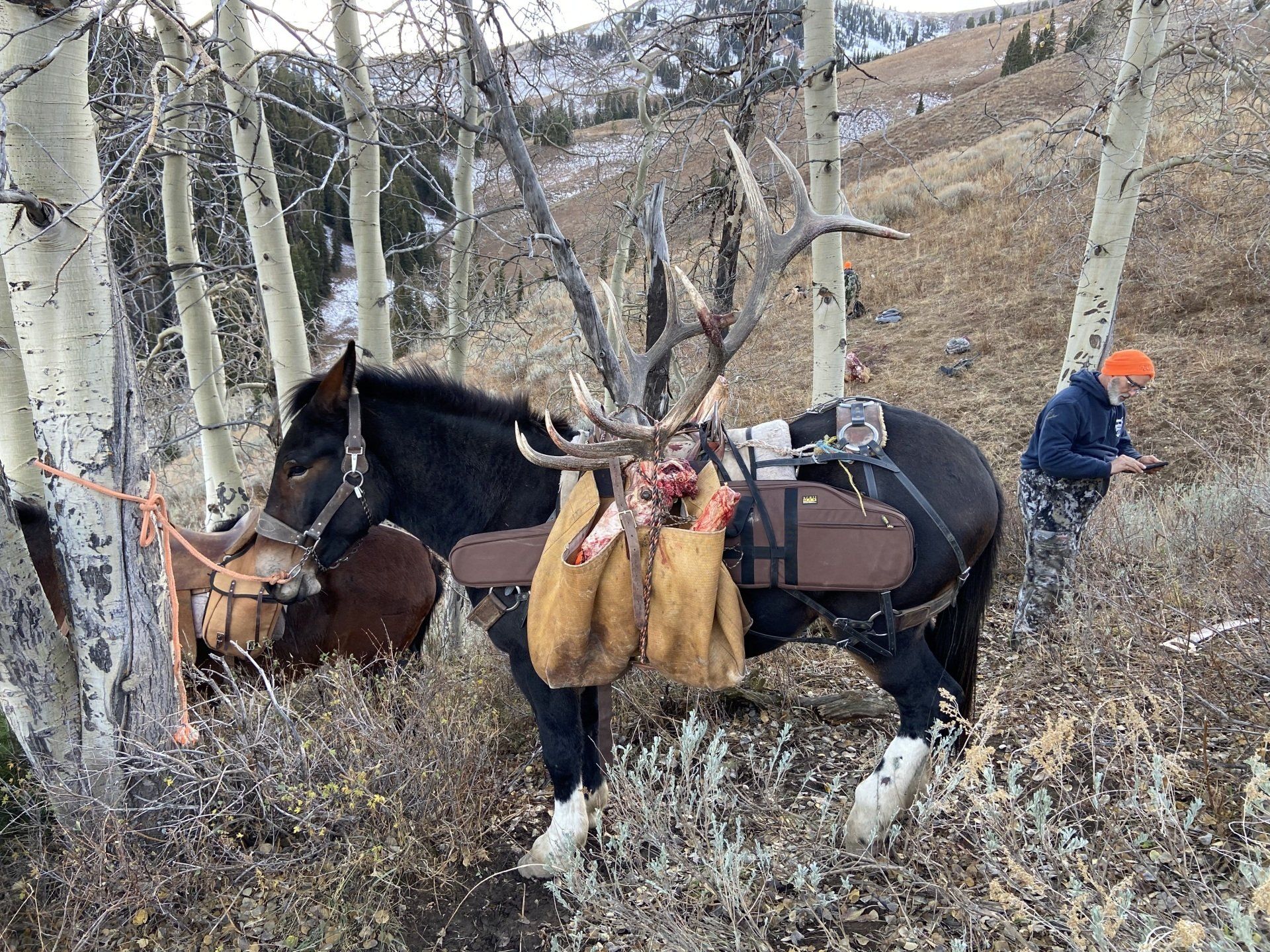 General season wyoming elk