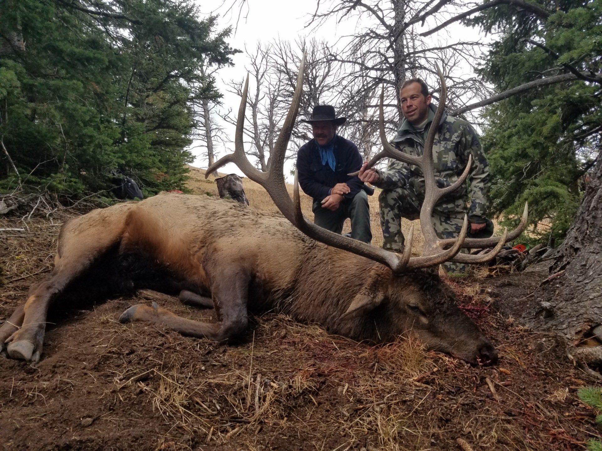 Guided Wyoming elk hunt