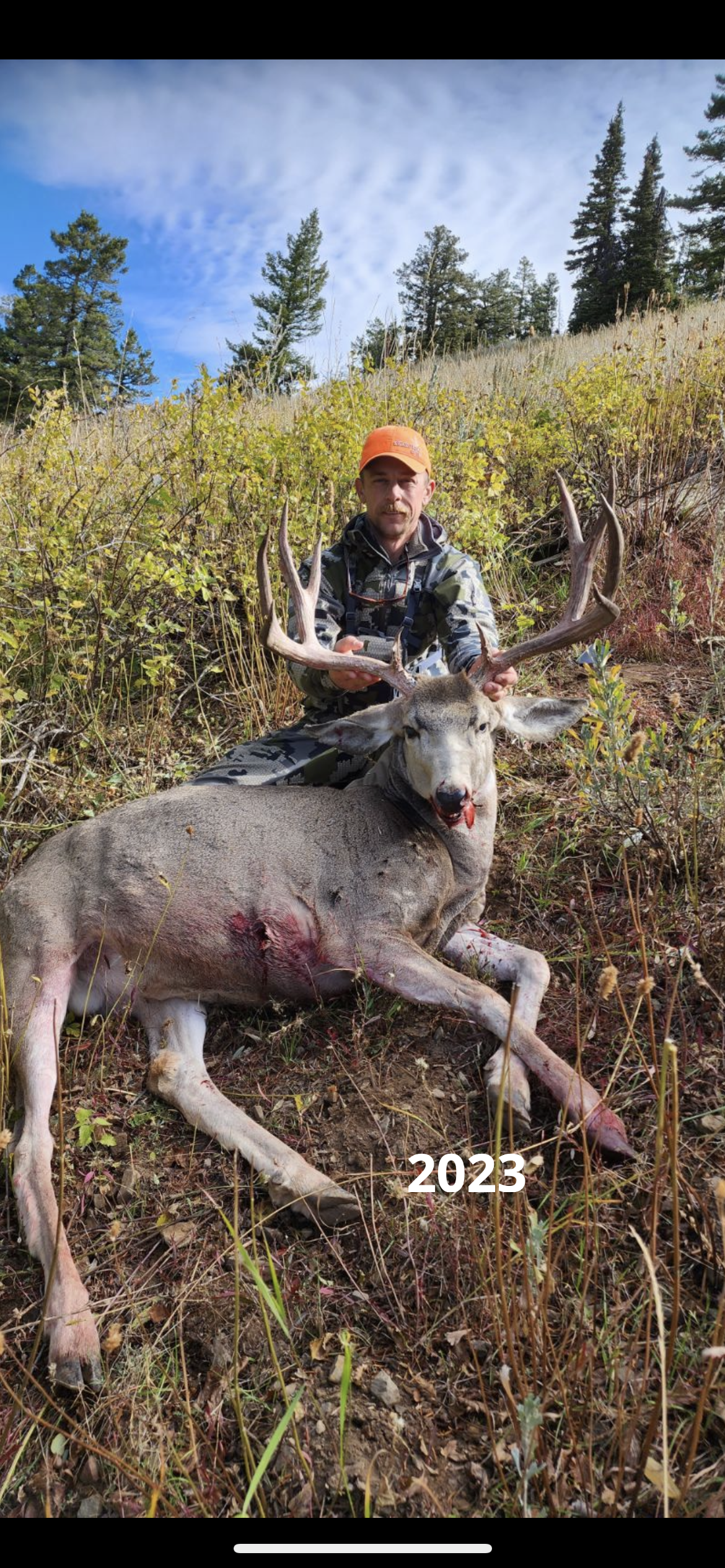 Limited entry wyoming mule deer