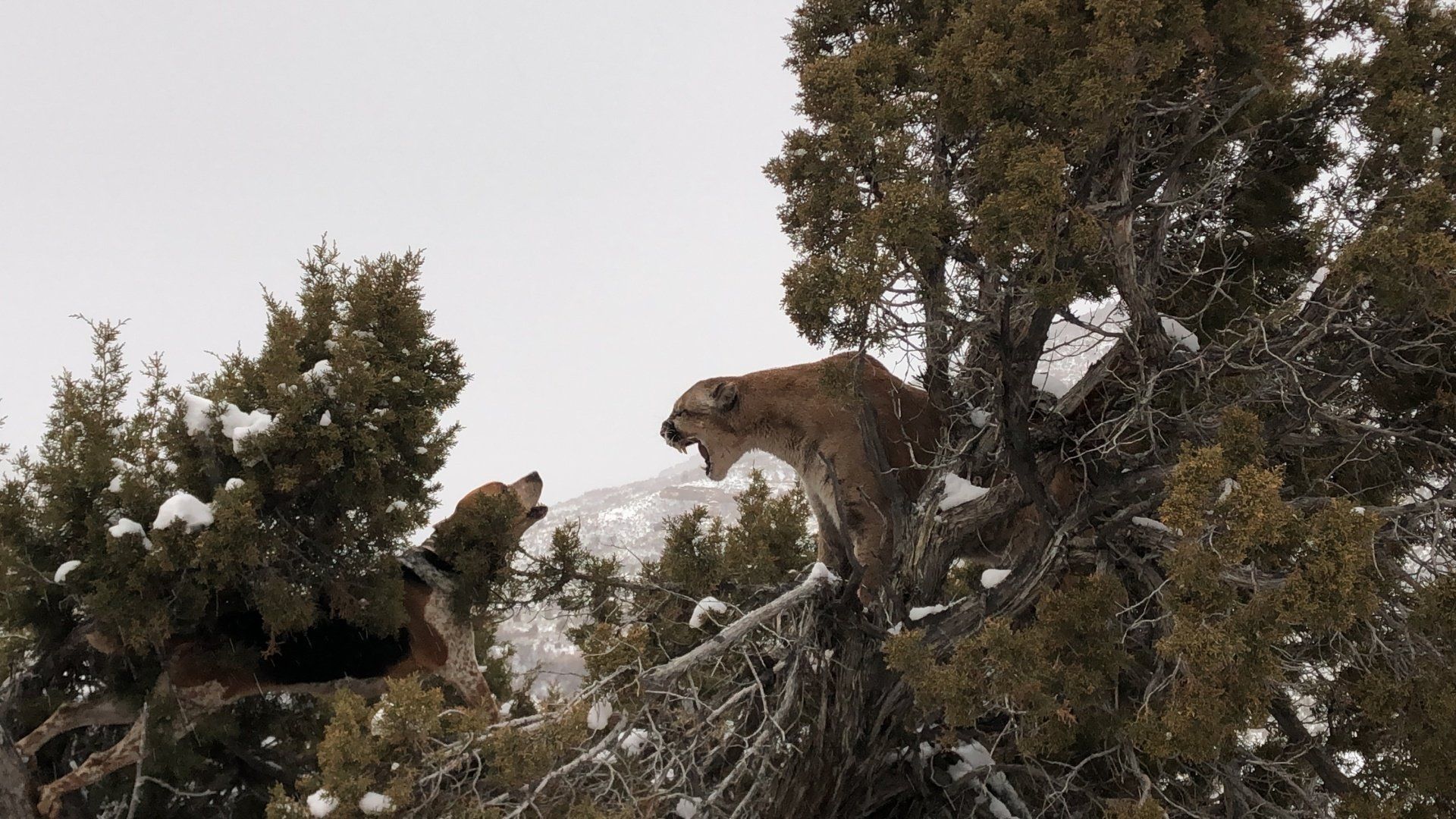 Wyoming Guided Mountain Lion Hunt
