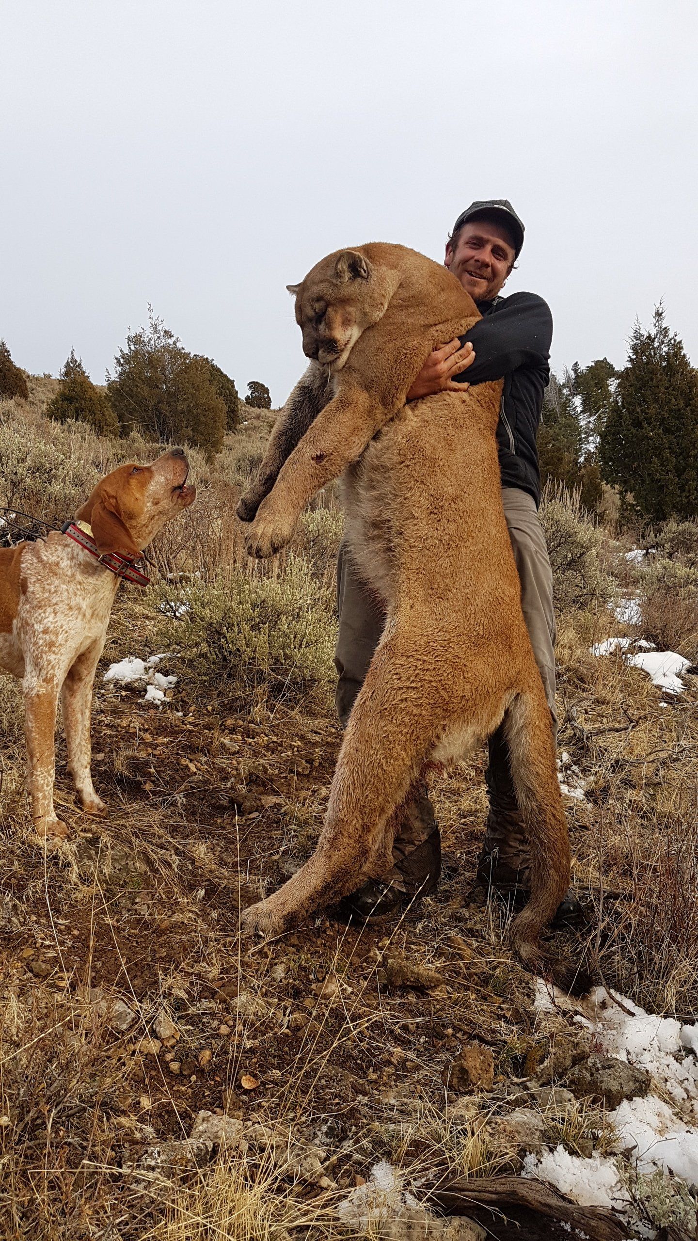 Wyoming Guided Mountain Lion Hunt