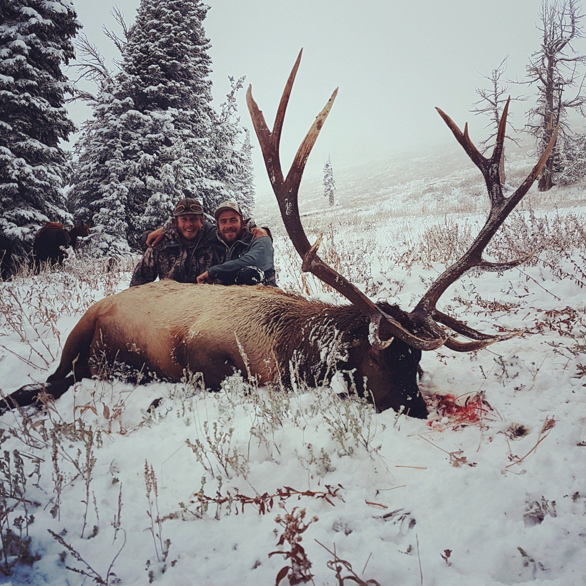 Trophy late season wyoming bull elk