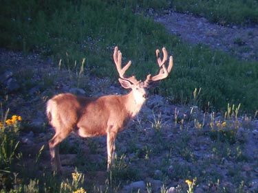 Record Wyoming Mule Deer Hunting, Mule deer hunt Wyoming, Wyoming Outfitter